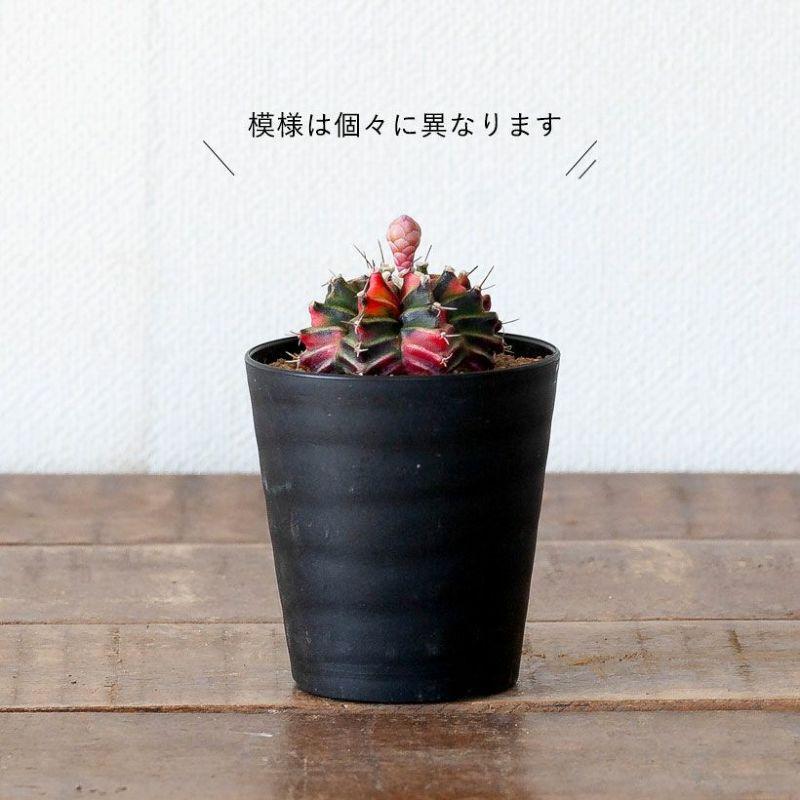 観葉植物 種類 室内 おしゃれ サボテン 緋牡丹錦 美しい : e-花屋さん