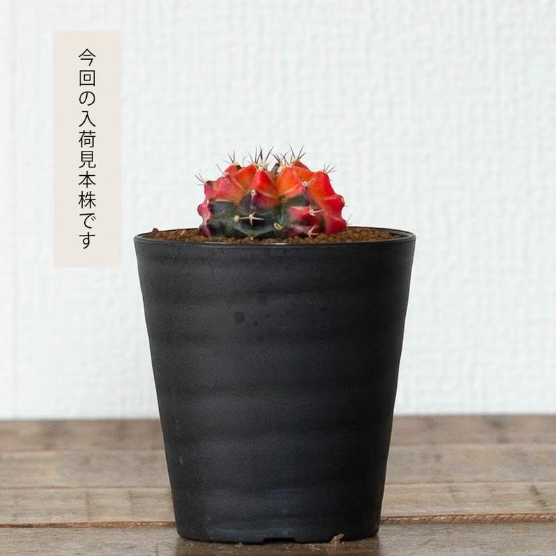 観葉植物 種類 室内 おしゃれ サボテン 緋牡丹錦 美しい : e-花屋さん