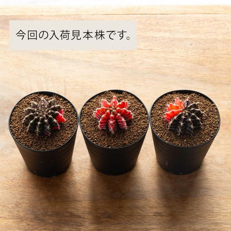 渋草焼き　牡丹紋茶漬　小　2個 渋草焼き 牡丹紋茶漬 小 2個 【公式通販】