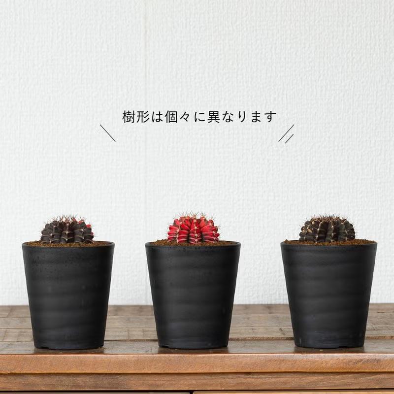 観葉植物 種類 室内 おしゃれ サボテン 緋牡丹錦 美しい : e-花屋さん