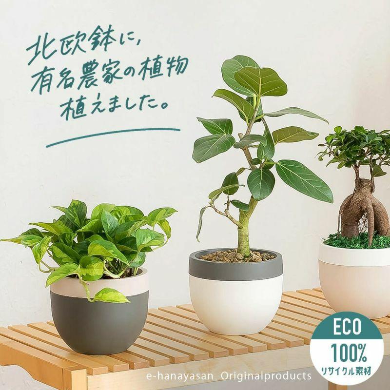 有名農家の観葉植物を、北欧鉢に植えました今の旬は、ポトス・グローバルグリーン（浅岡園芸） 鉢植え 観葉植物 おしゃれ インテリア※お届けは5/13〜（Yahoo!・e-花屋さん）