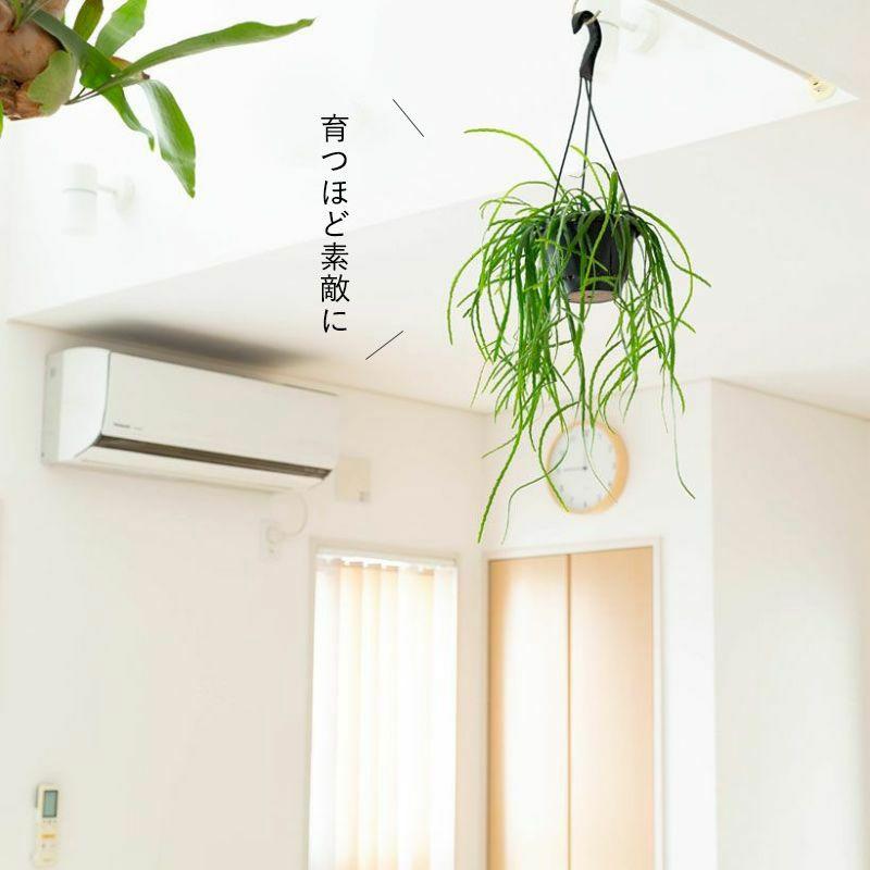 【きしめんのような葉がさらさら揺れる】リプサリス ホルビアーナ 観葉植物 種類 室内 おしゃれ 吊り下げ リプサリス・ホルビアーナ : e