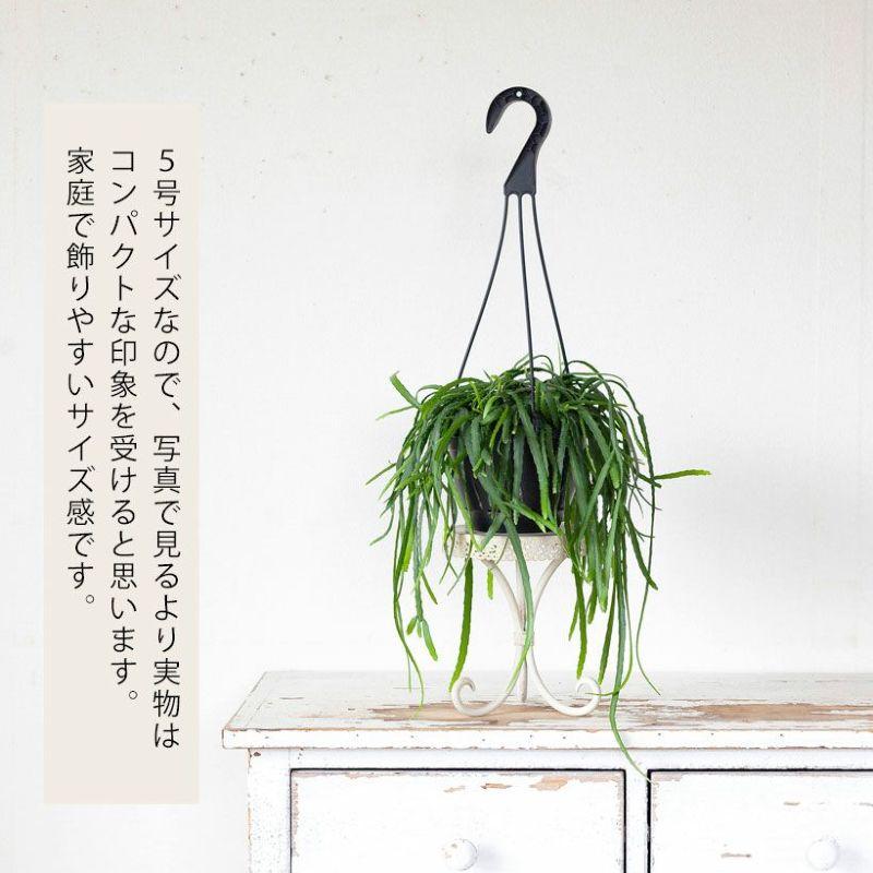 観葉植物 種類 室内 おしゃれ 吊り下げ リプサリス・ホルビアーナ : e