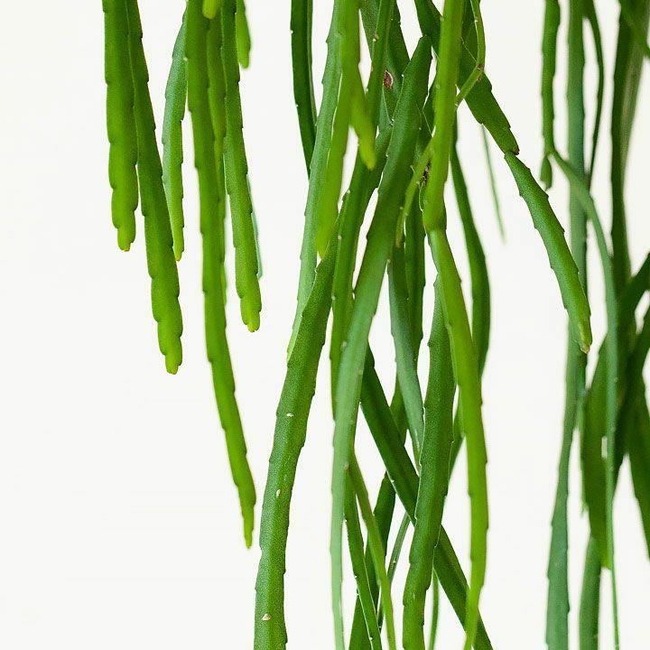 観葉植物 種類 室内 おしゃれ 吊り下げ リプサリス・ホルビアーナ : e