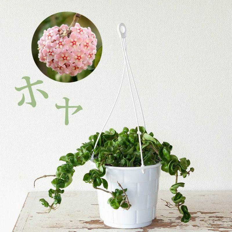 観葉植物 育てやすい おしゃれ インテリア 吊るす ホヤコンパクタ（5号