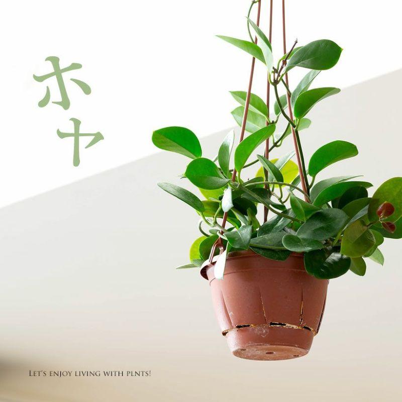 観葉植物 吊り下げ 吊るす おしゃれ ホヤ・オーストラリス : e-花屋