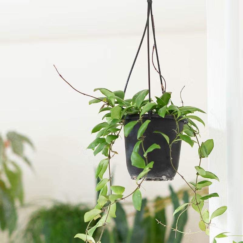 観葉植物 しずくさん専用＊Hoya＊ホヤ＊2種類