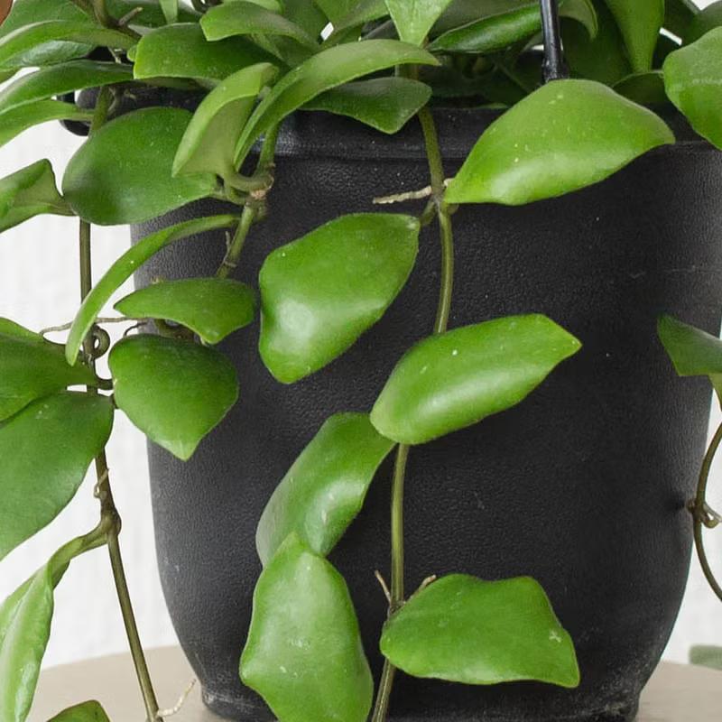 観葉植物 しずくさん専用＊Hoya＊ホヤ＊2種類