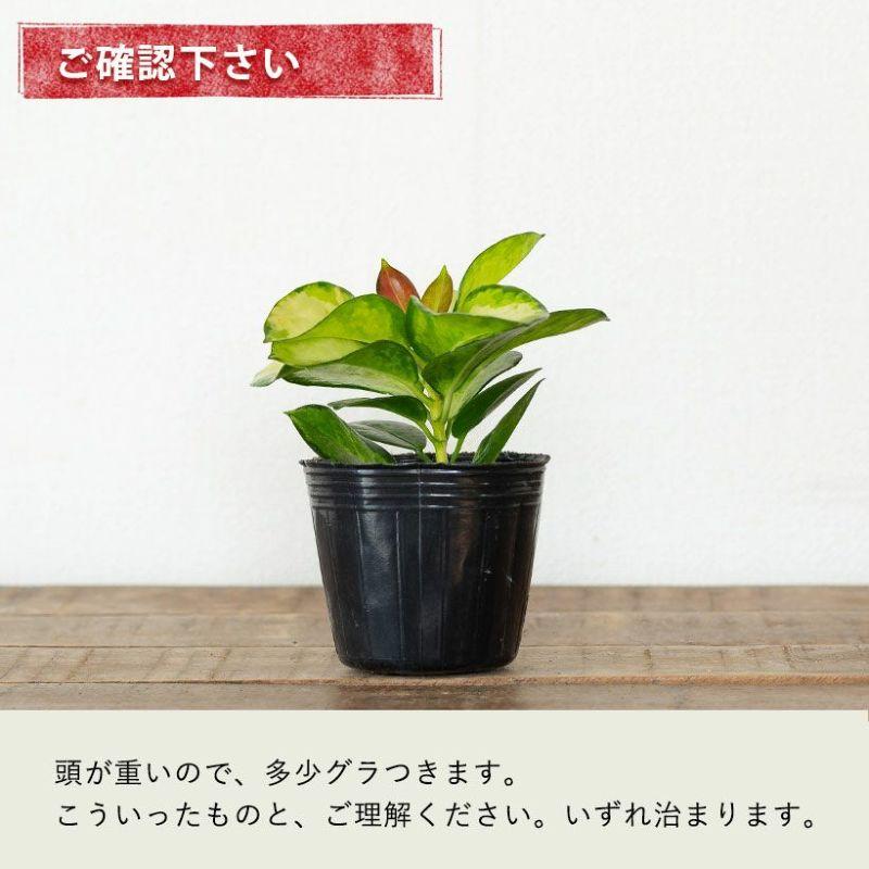 観葉 植物 ホヤ・オーストラリス リサ おしゃれ 室内 : e-花屋さん