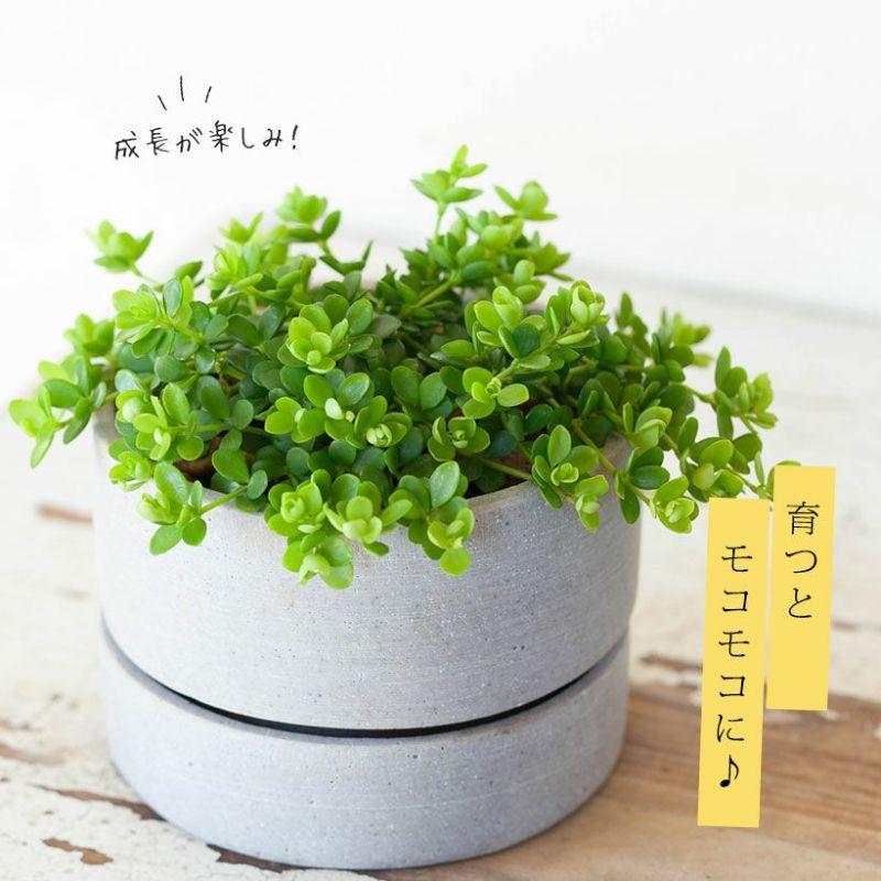 観葉植物 種類 室内 おしゃれ 鉢 ペペロミア・イザベル : e-花屋さん