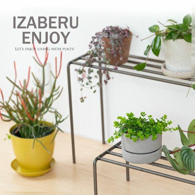 観葉植物 種類 室内 おしゃれ 鉢 ペペロミア・イザベル : e-花屋さん