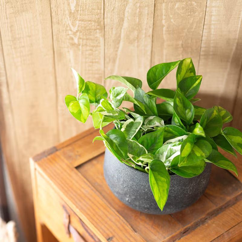 鉢 植木鉢 ドテっとした形が可愛い！鉄製「鉢カバー」（3号〜3.5号苗の