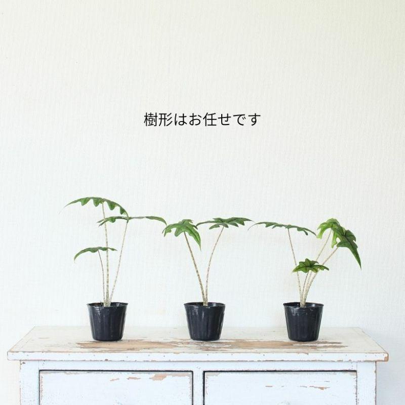 唯一無二のユニークさ！アロカシア・ジャックリン : e-花屋さん