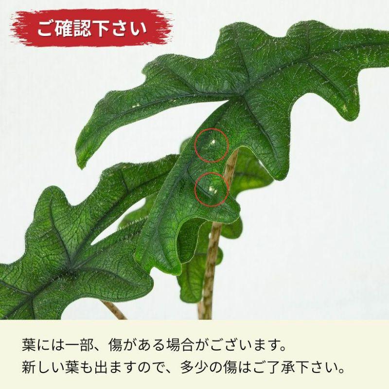 唯一無二のユニークさ！アロカシア・ジャックリン : e-花屋さん