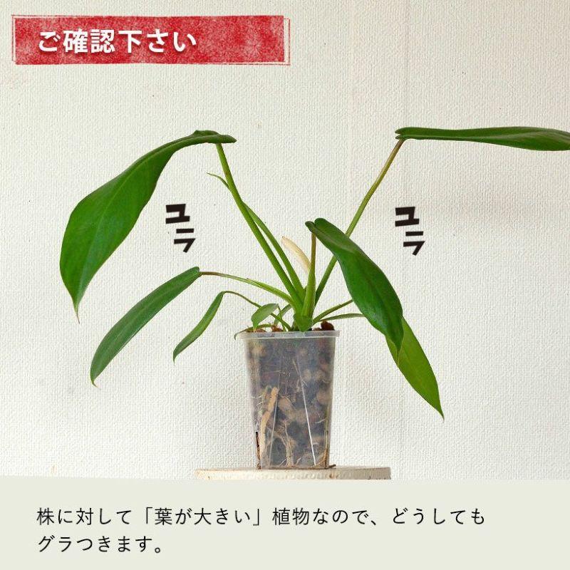 観葉植物 種類 室内 おしゃれ ねこチップ フィロデンドロン