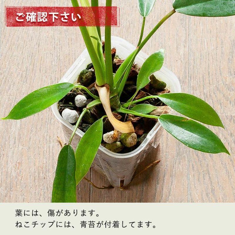 観葉植物 種類 室内 おしゃれ ねこチップ フィロデンドロン