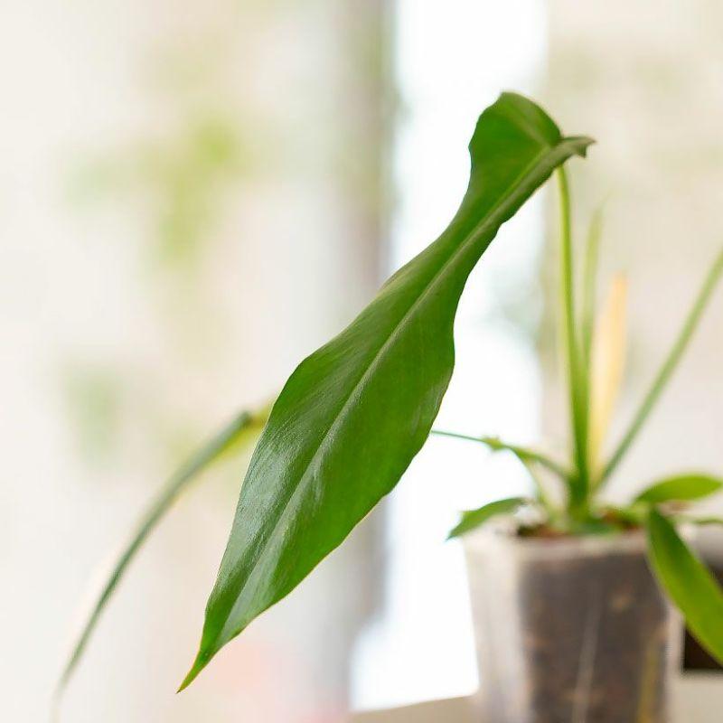 観葉植物 種類 室内 おしゃれ ねこチップ フィロデンドロン