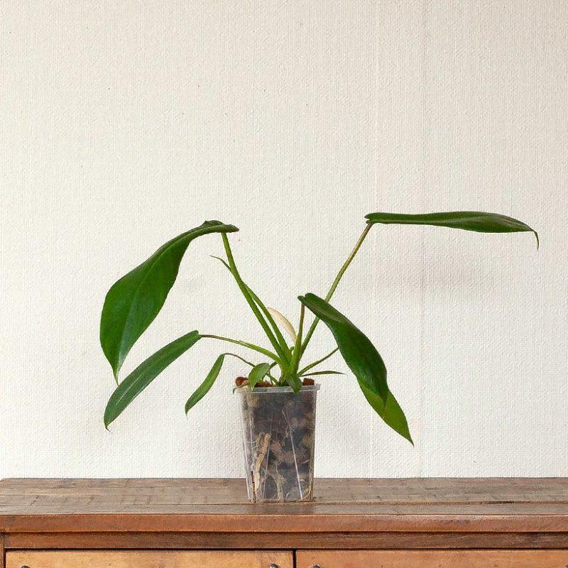 観葉植物 種類 室内 おしゃれ ねこチップ フィロデンドロン