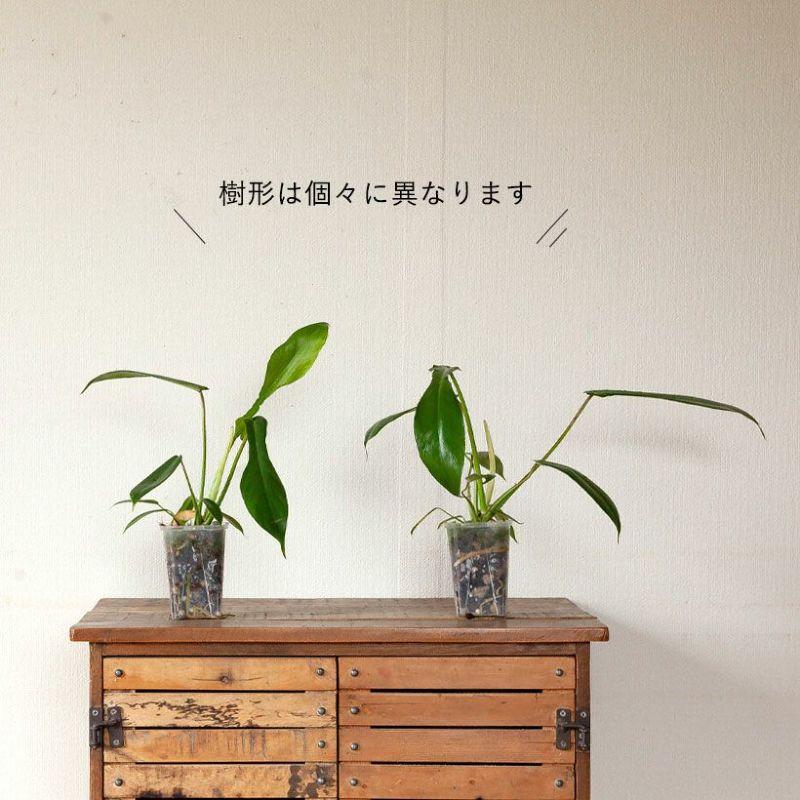 観葉植物 種類 室内 おしゃれ ねこチップ フィロデンドロン