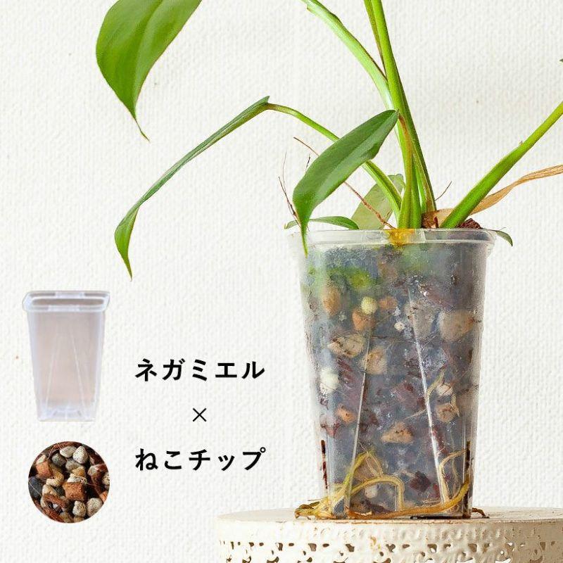 観葉植物 種類 室内 おしゃれ ねこチップ フィロデンドロン