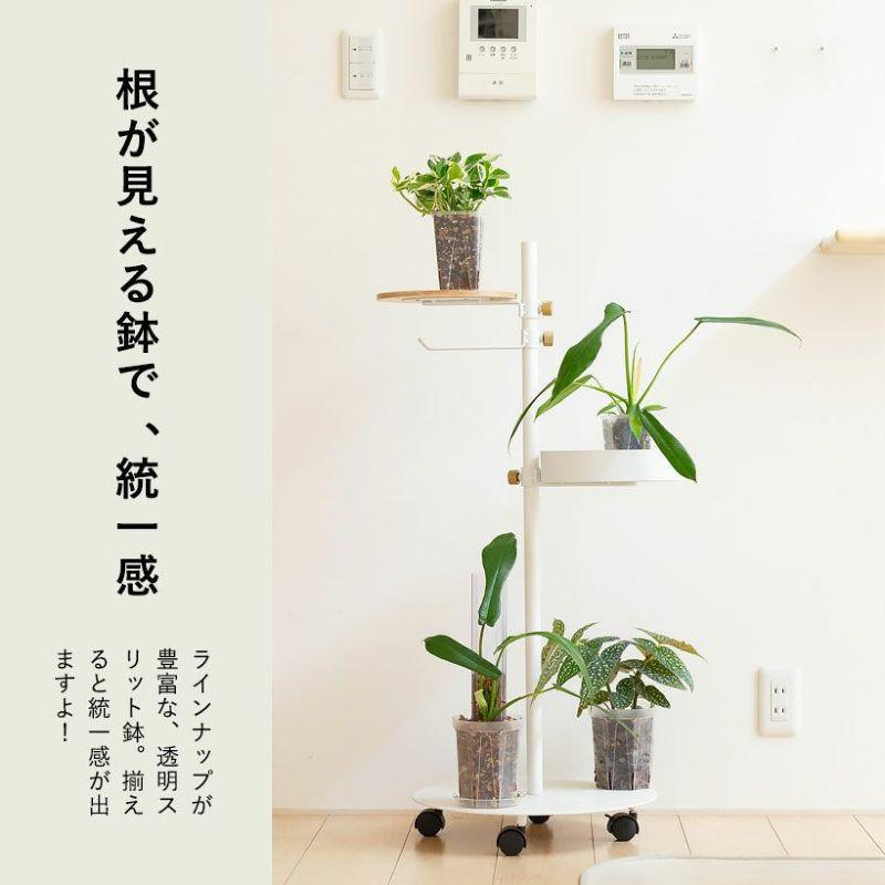 観葉植物 種類 室内 おしゃれ ねこチップ フィロデンドロン