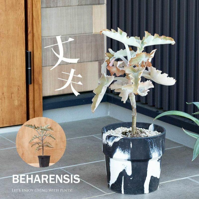 多肉植物 種類 室内 屋外 おしゃれ カランコエ「ベハレンシス