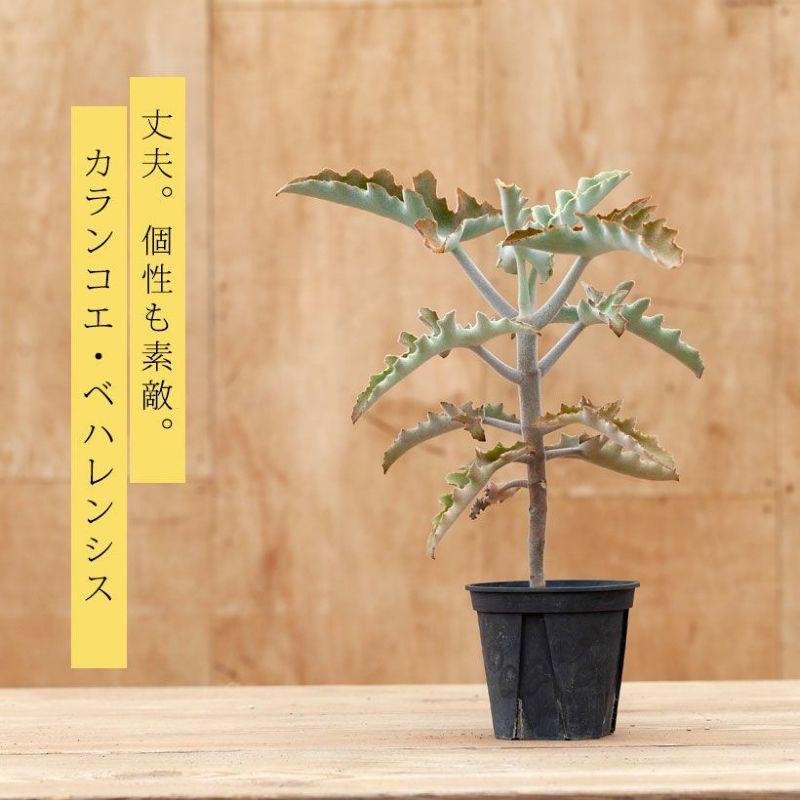 多肉植物 種類 室内 屋外 おしゃれ カランコエ「ベハレンシス