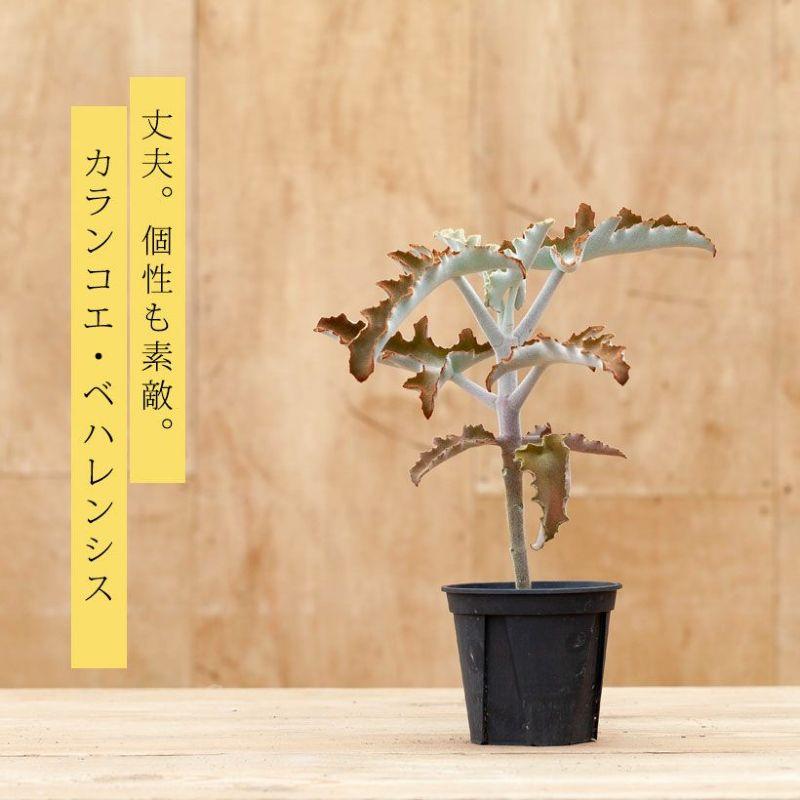 多肉植物 種類 室内 屋外 おしゃれ カランコエ「ベハレンシス