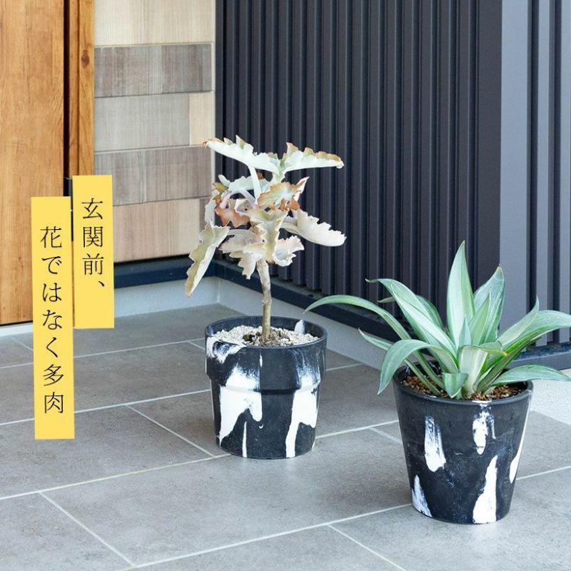 観葉植物 カランコエ ベハレンシス 80cm 多肉植物 種類 室内 屋外 おしゃれ カランコエ「ベハレンシス