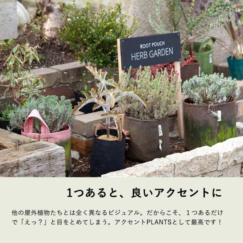 多肉植物 種類 室内 屋外 おしゃれ カランコエ「ベハレンシス
