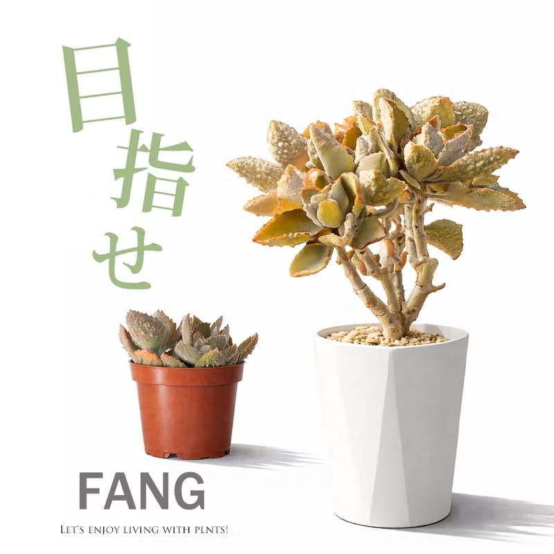 多肉植物 カランコエ 目指せBIGサイズ！カランコエ（ベハレンシス