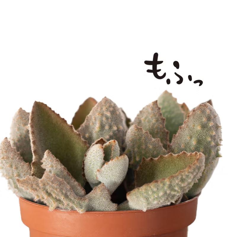 多肉植物 カランコエ 目指せBIGサイズ！カランコエ（ベハレンシス