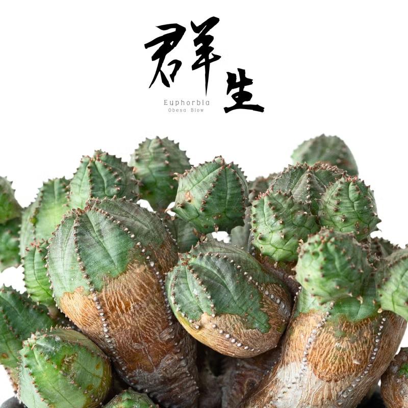 多肉植物 ユーフォルビア 年代物の群生ユーフォルビア・オベサブロウ