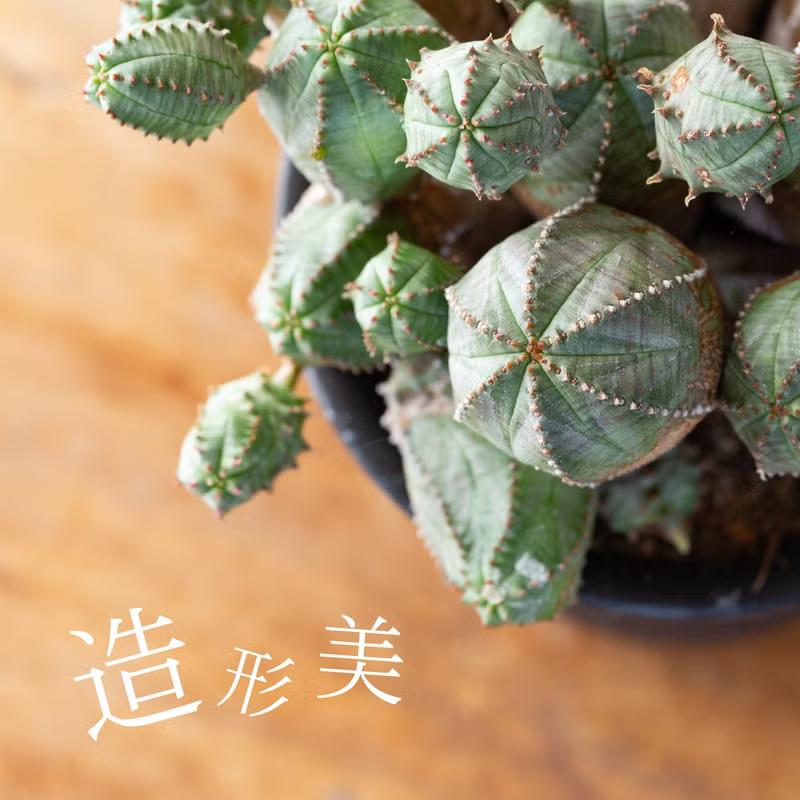 多肉植物 ユーフォルビア 年代物の群生ユーフォルビア・オベサブロウ