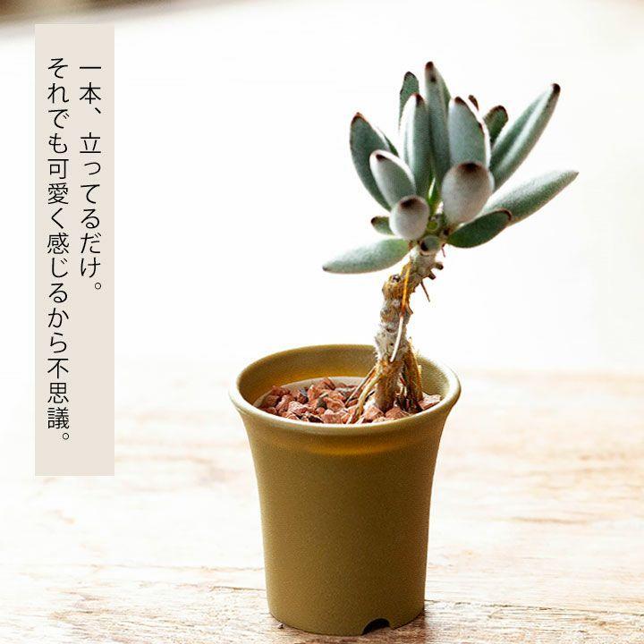 Koboku 古木 のツキトジ Koboku1 E 花屋さん 通販 Yahoo ショッピング