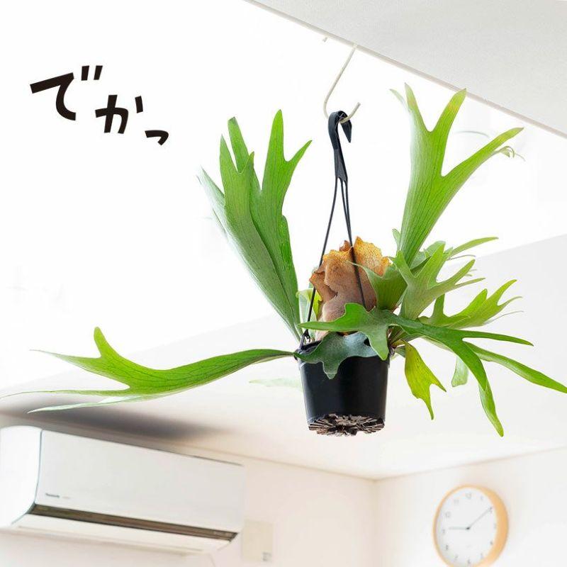 観葉植物 種類 大型 室内 おしゃれ 吊り下げ 吊るす ぶら下げ