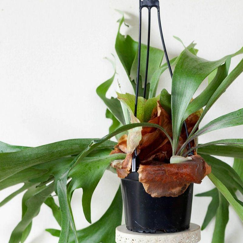 観葉植物 種類 大型 室内 おしゃれ 吊り下げ 吊るす ぶら下げ