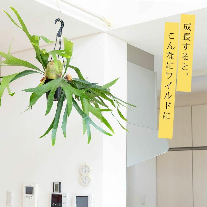 綺麗で大きかビカクシダ。吊り下げ式 観葉植物 観葉植物 種類 大型 室内 おしゃれ 吊り下げ 吊るす ぶら下げ