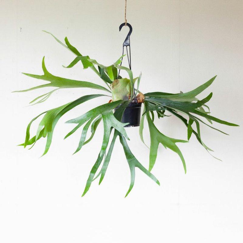 観葉植物 種類 大型 室内 おしゃれ 吊り下げ 吊るす ぶら下げ