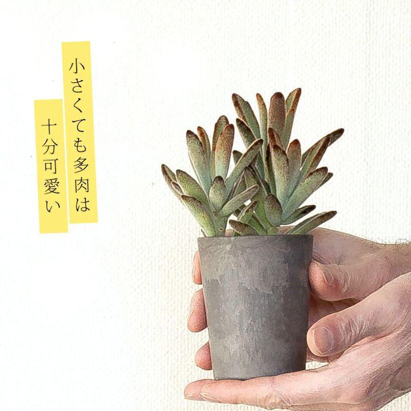 多肉 植物 小さくて可愛らしい！クロトジ（黒兎耳）※鉢の色はお任せ