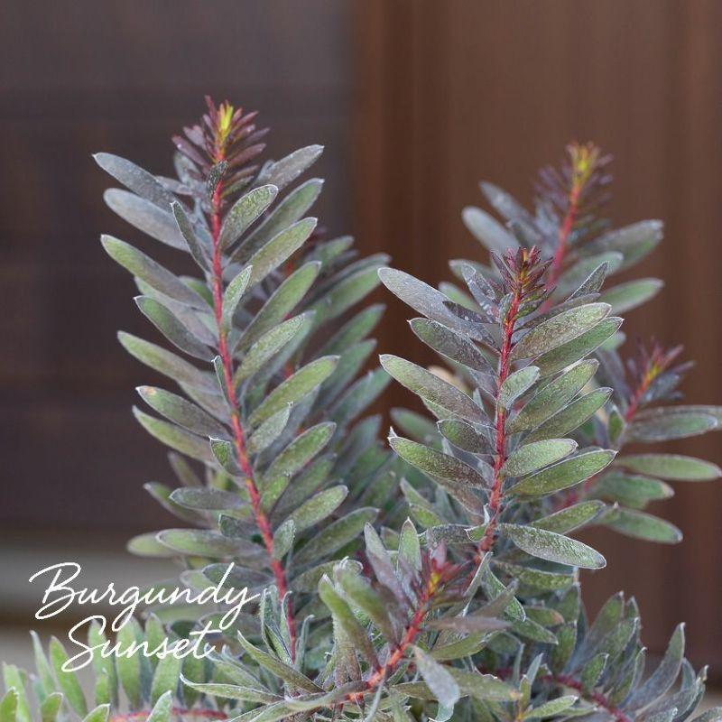 黒リューカデンドロン・バーガンディーサンセット : e-花屋さん - 通販