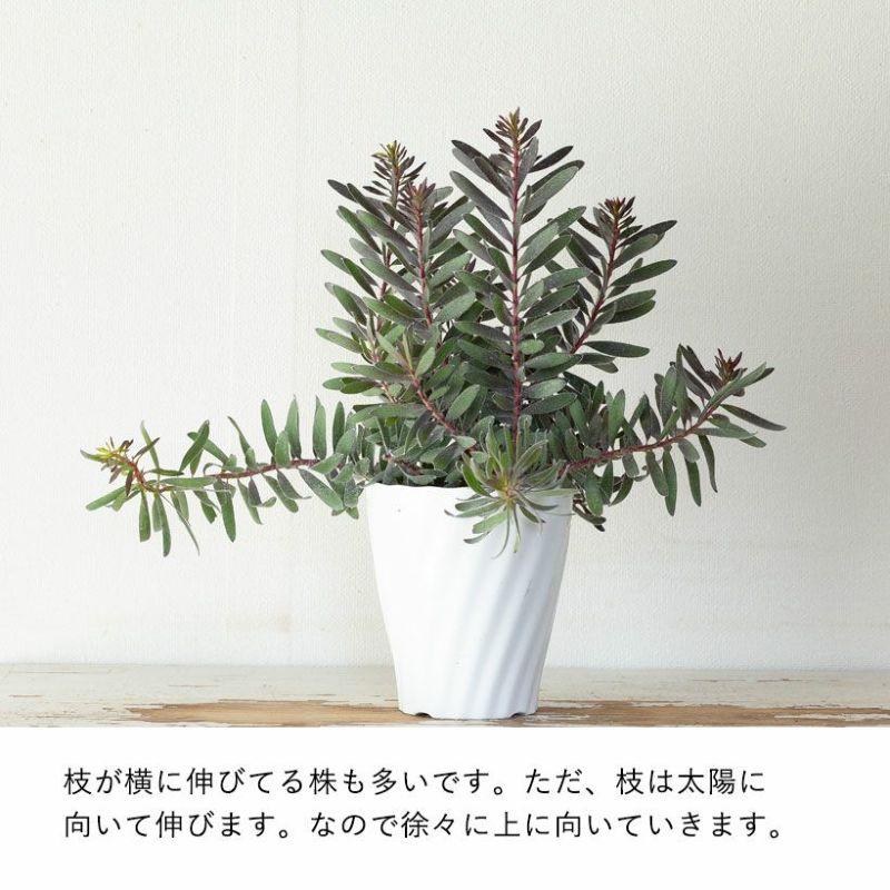 黒リューカデンドロン・バーガンディーサンセット : e-花屋さん - 通販