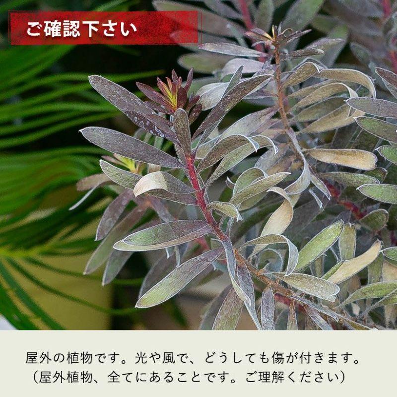 黒リューカデンドロン・バーガンディーサンセット : e-花屋さん - 通販