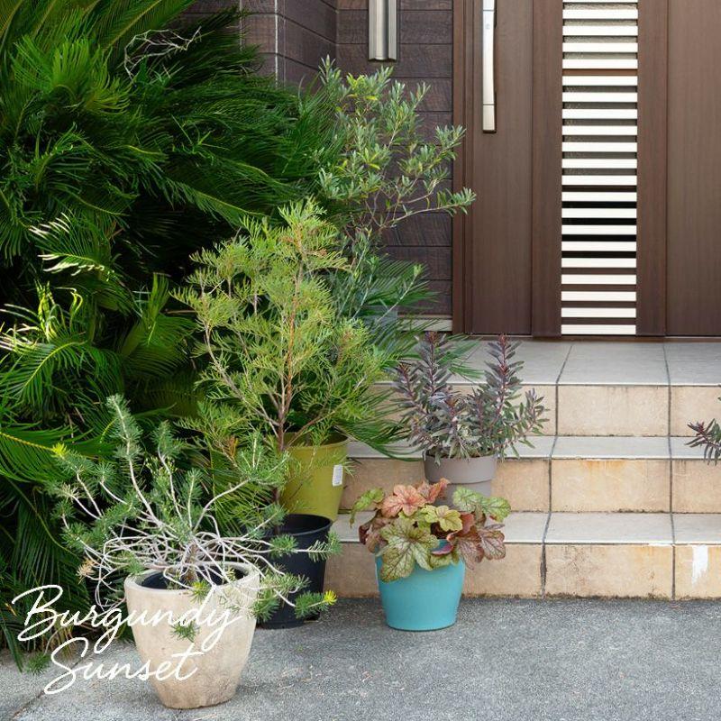 黒リューカデンドロン・バーガンディーサンセット : e-花屋さん - 通販