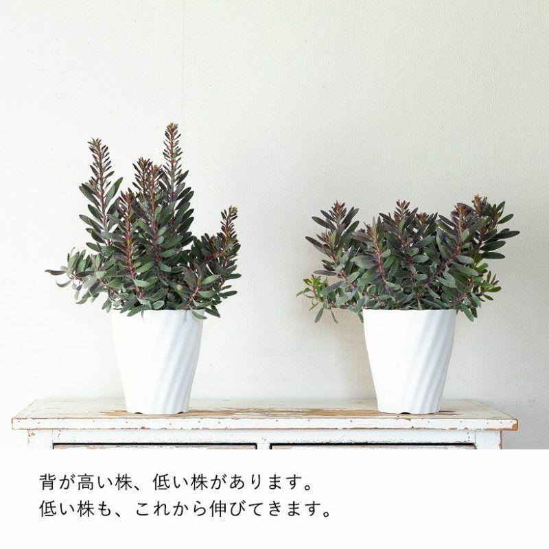 黒リューカデンドロン・バーガンディーサンセット : e-花屋さん - 通販