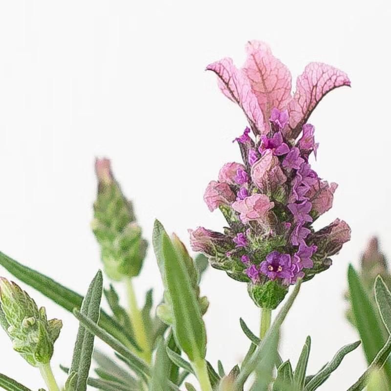 植物 ラベンダー 超大輪（花が大きい）フレンチラベンダー「ラビッシュ