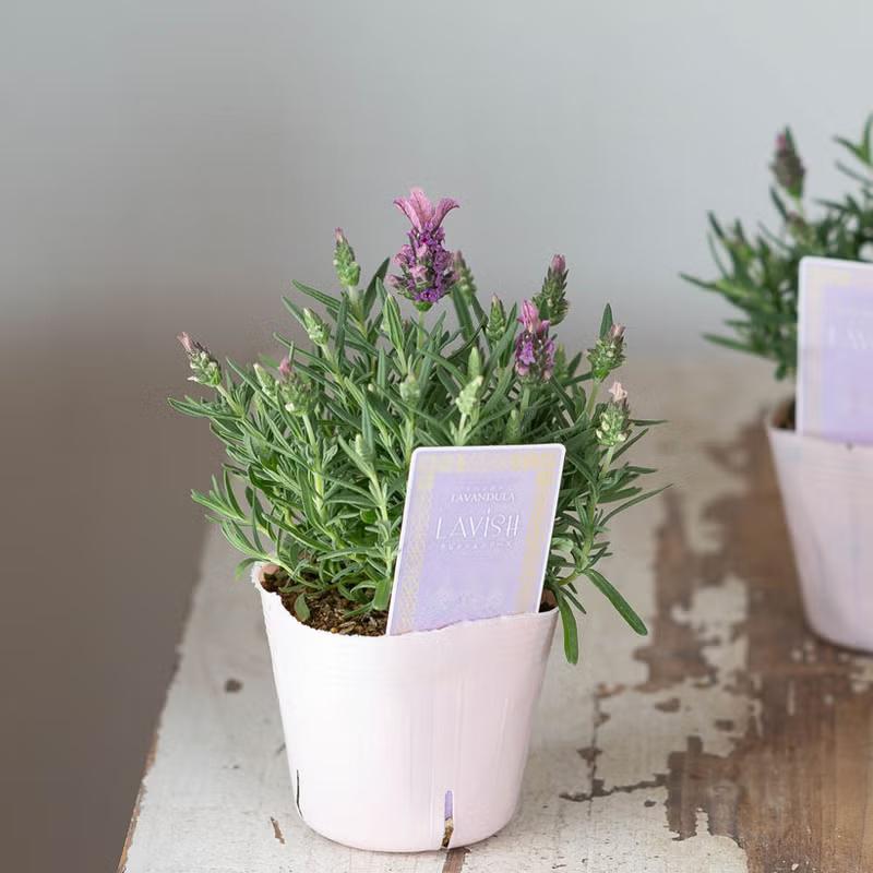 植物 ラベンダー 超大輪（花が大きい）フレンチラベンダー「ラビッシュ