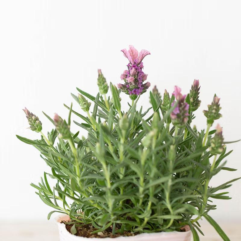 植物 ラベンダー 超大輪（花が大きい）フレンチラベンダー「ラビッシュ