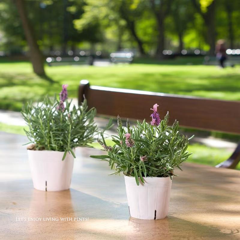 植物 ラベンダー 超大輪（花が大きい）フレンチラベンダー「ラビッシュ