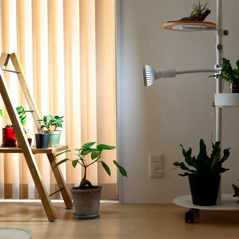植物ライト:専用ソケット(デスククリップ)※ライト(電球)は 植物ライト:専用ソケット(デスククリップ)※ライト(電球)は